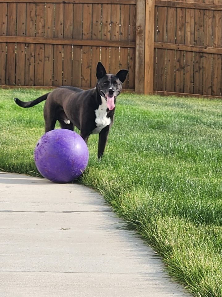 A black and white dog is standing next to a purple ball.