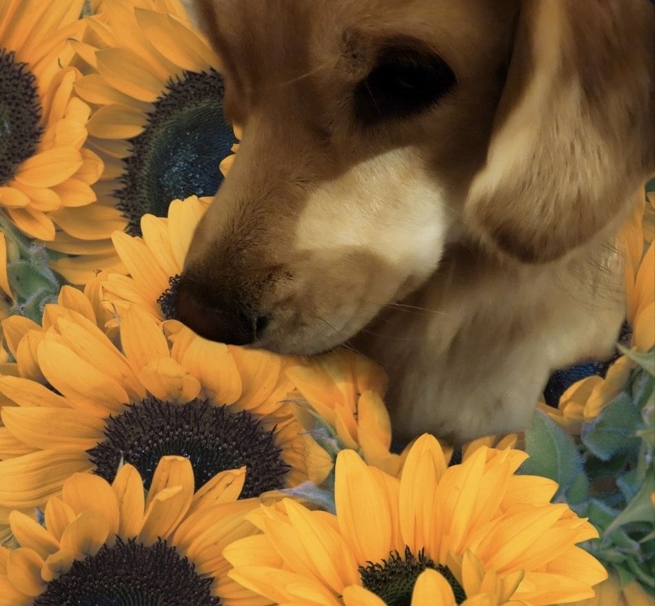 A close up of a dog surrounded by sunflowers