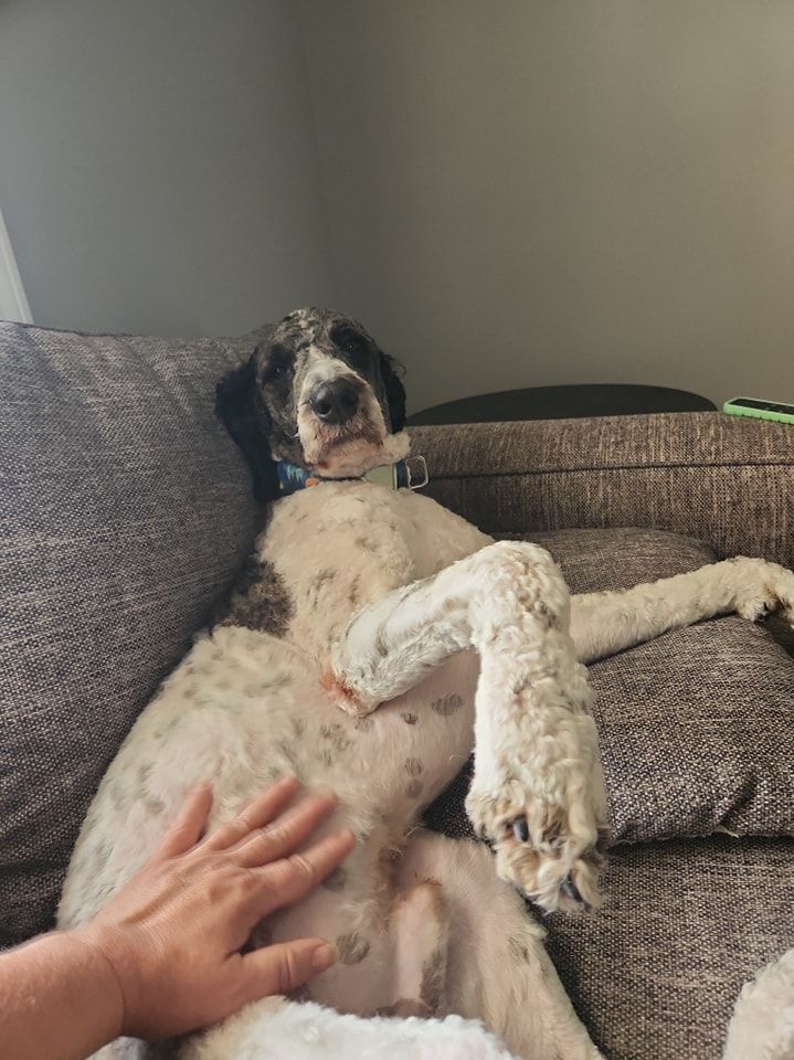 A person is petting a dog laying on a couch.