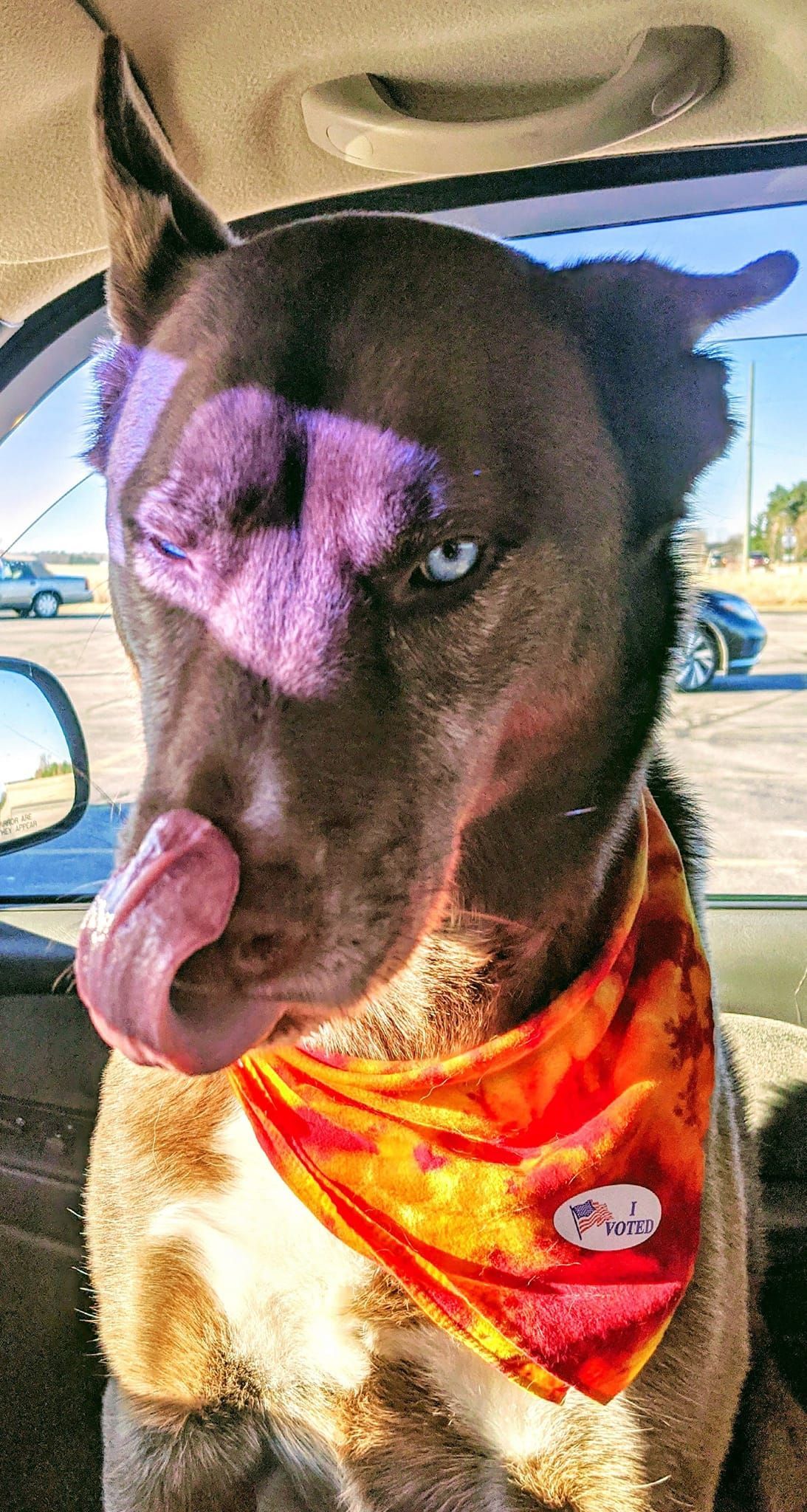 A dog with purple paint on its face is sticking its tongue out while sitting in a car.