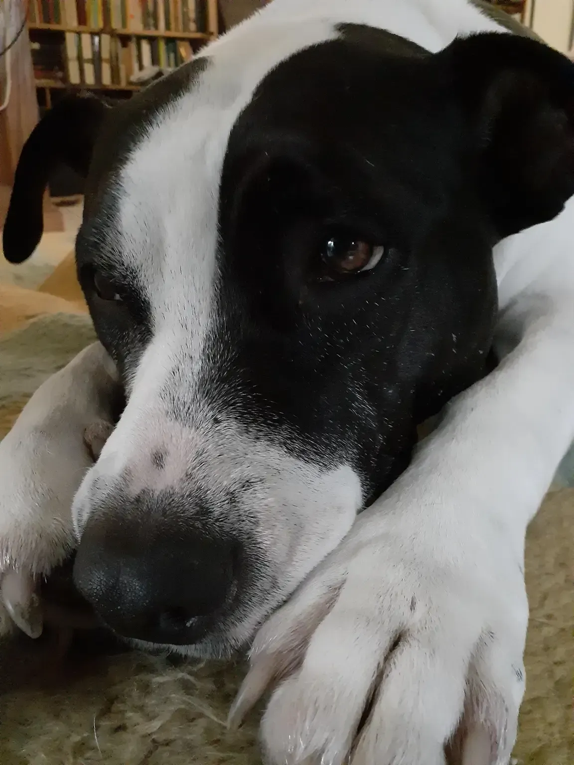 A black and white dog is laying down with its head on its paws.