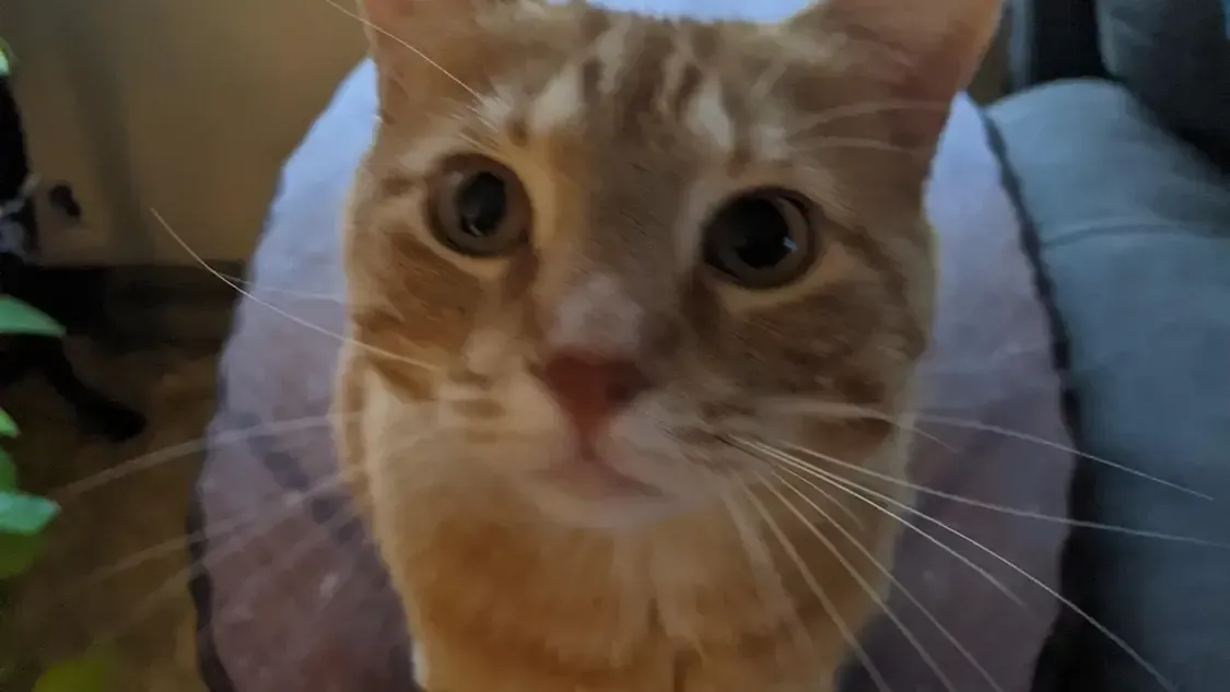 A close up of a cat sitting on a couch looking at the camera.