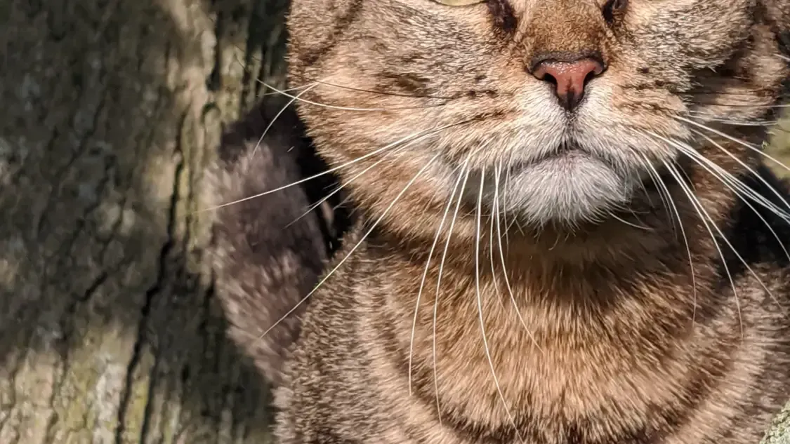 A close up of a cat 's face with a tree in the background.