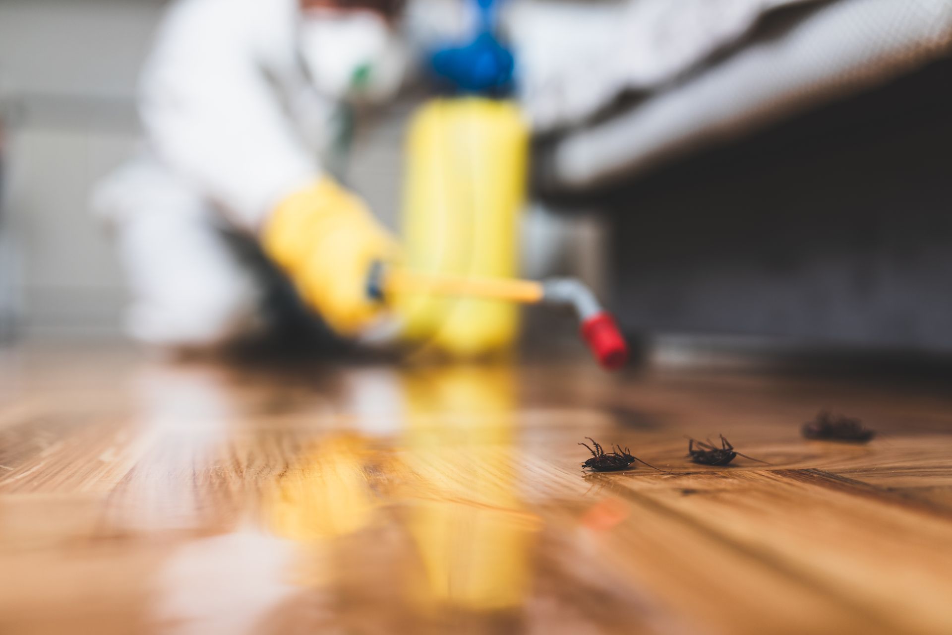 Exterminator spraying pesticide on a wooden floor near small dead insects, with yellow protective gloves and bottle.