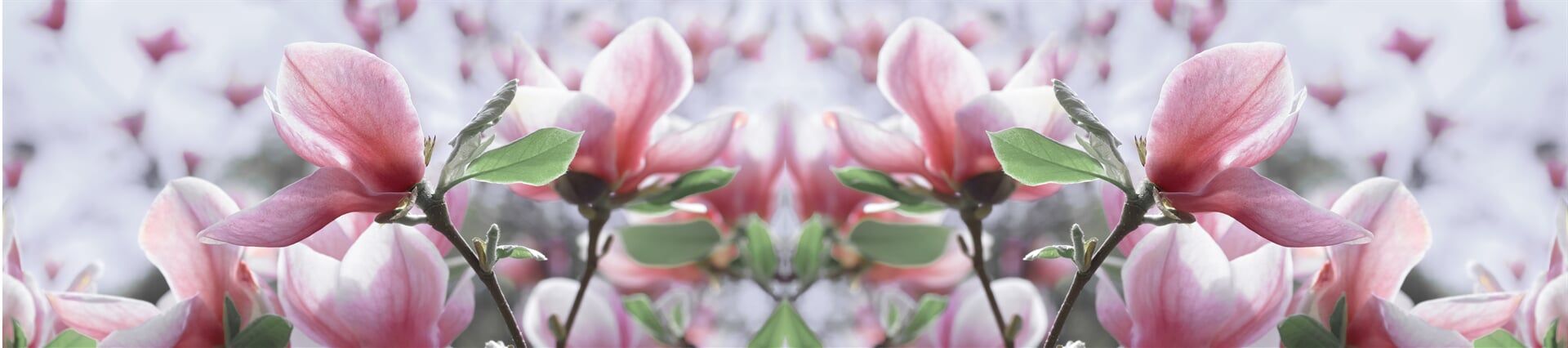 Pink Flowers — Clean and Cleaner in Yeppoon, QLD