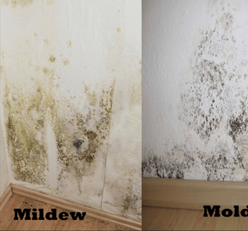 mildew and mold