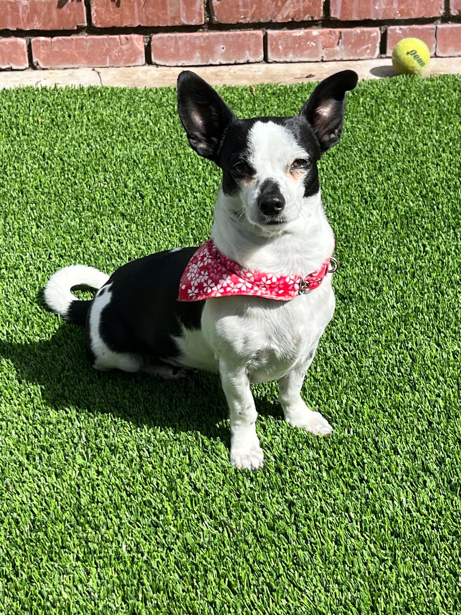 small dog on pet turf