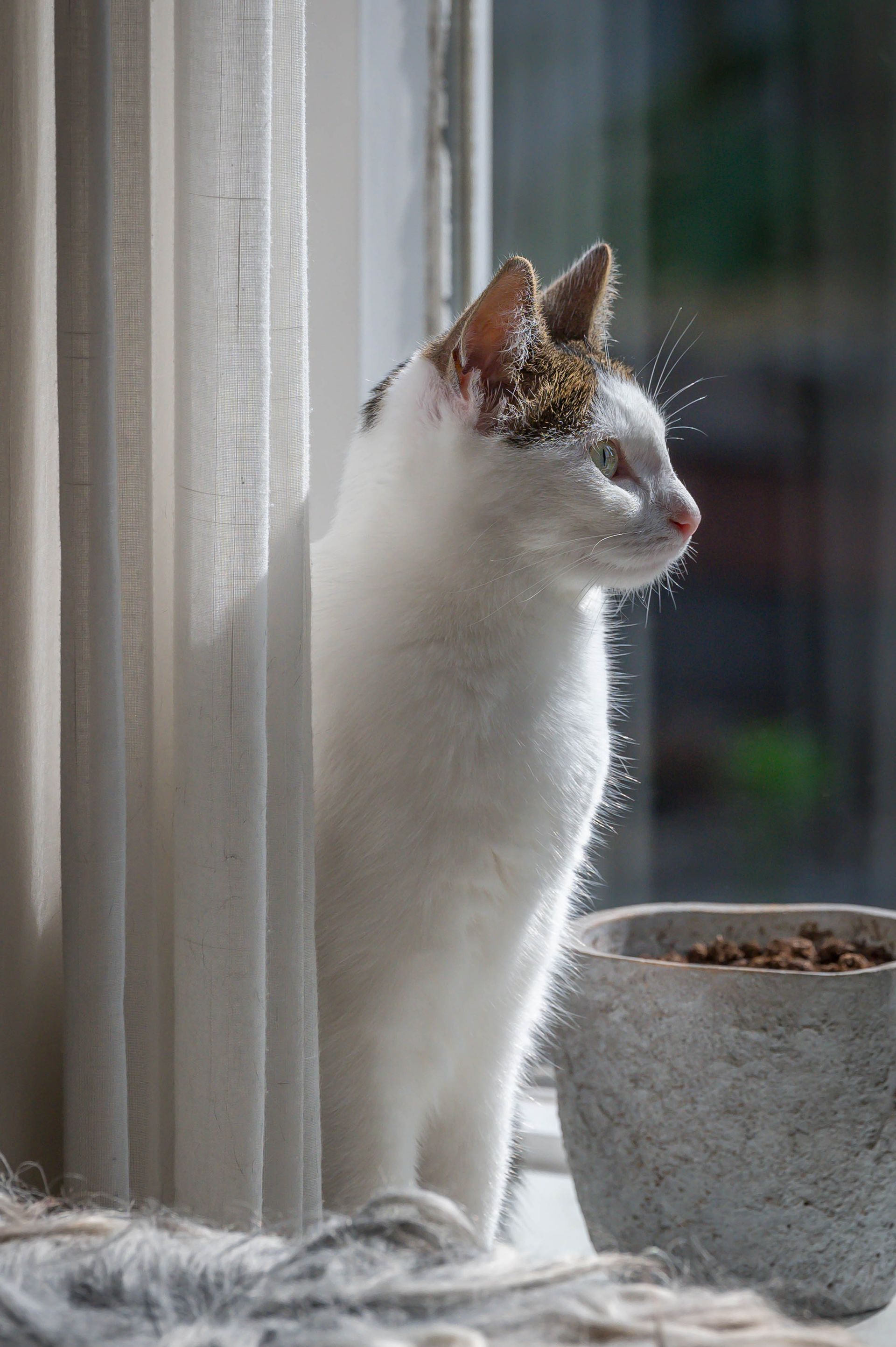Een witte kat zit op de vensterbank en kijkt uit het raam.
