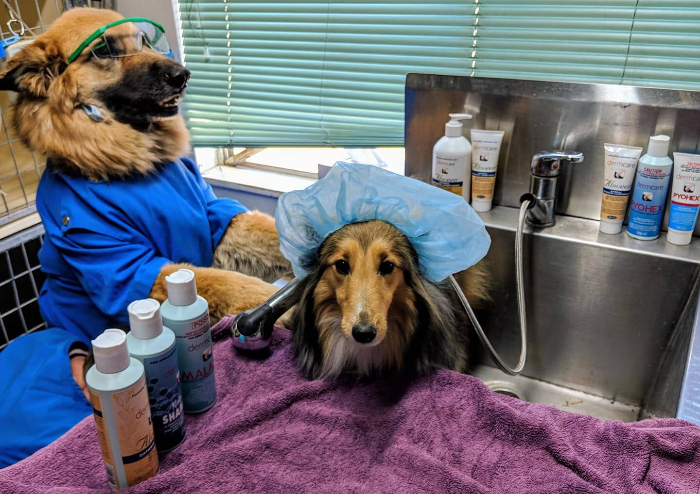 Dog Haircut — Veterinary Clinic in Palmwoods, QLD