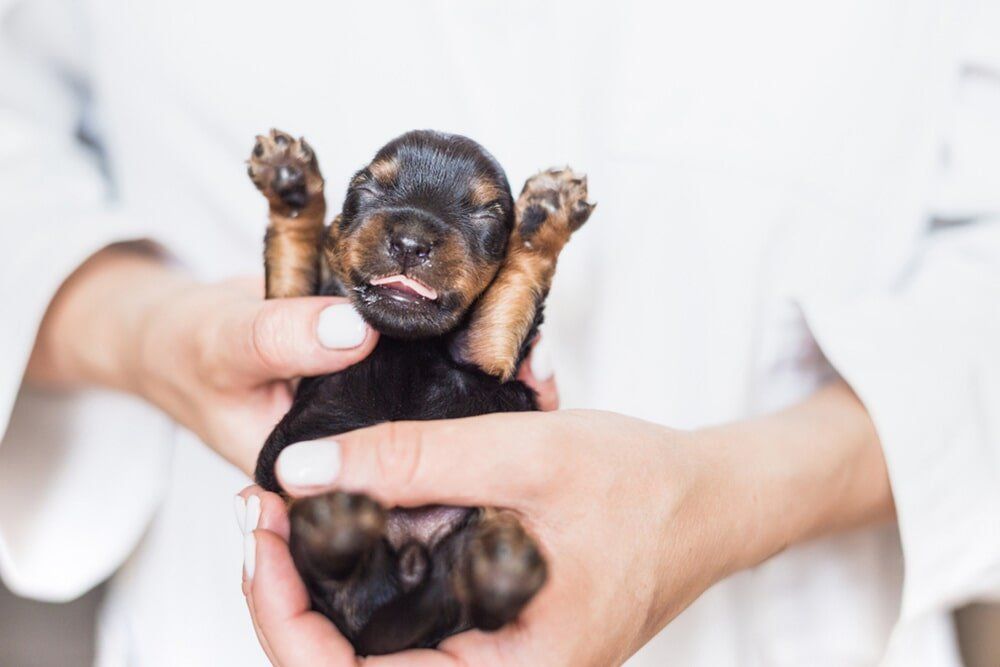 Newborn Puppy — Veterinary Clinic in Palmwoods, QLD