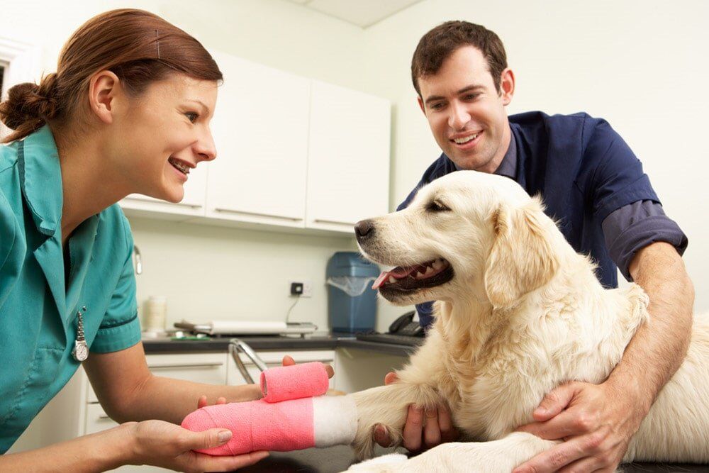 Dog Surgery — Veterinary Clinic in Palmwoods, QLD