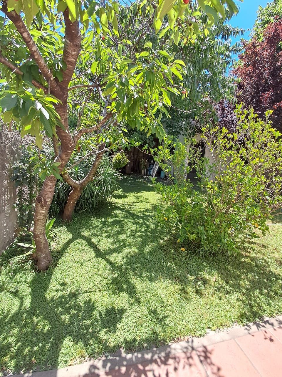 Un jardín soleado con un pequeño árbol, cobertura vegetal verde.