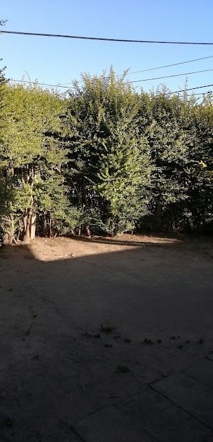 Un claro de tierra rodeado de densos arbustos verdes bajo un cielo azul despejado, con líneas eléctricas visibles.