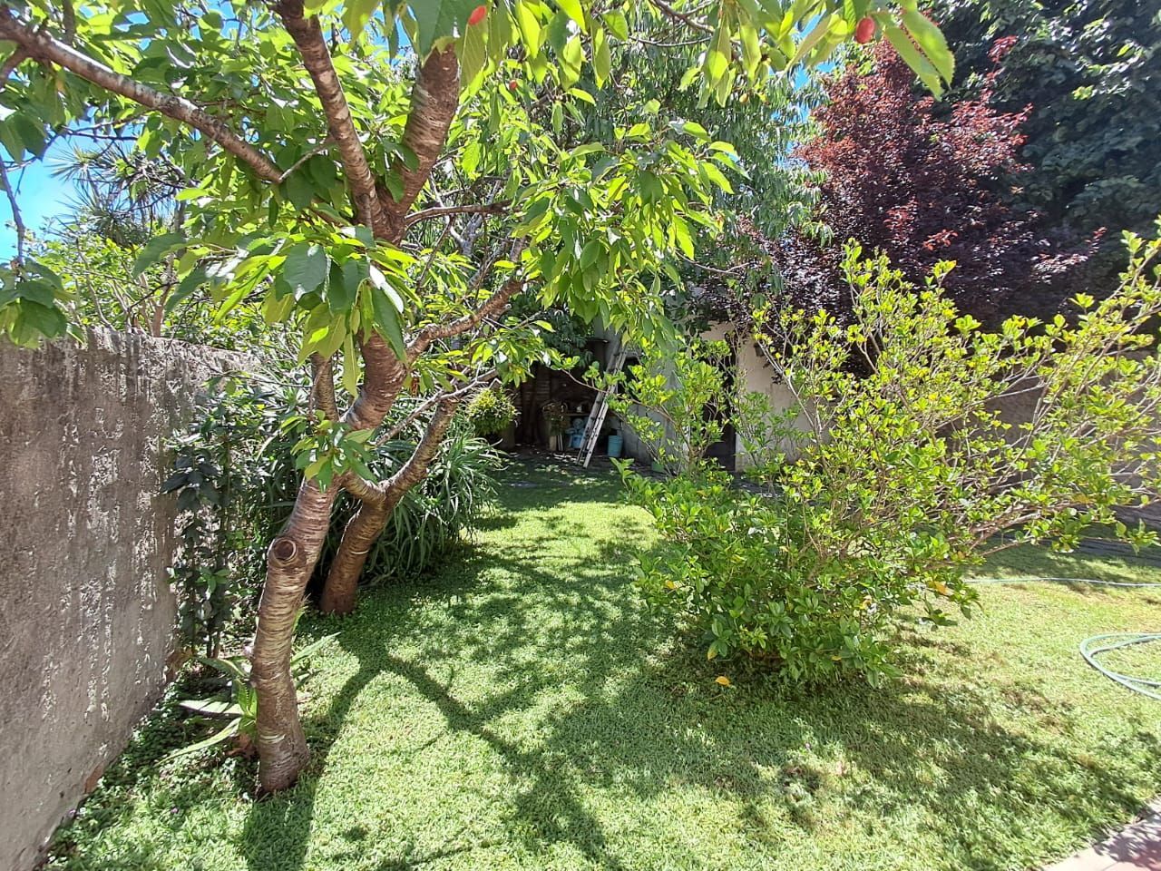 Un patio trasero con césped verde, árboles y arbustos, con una pared de hormigón a la izquierda.