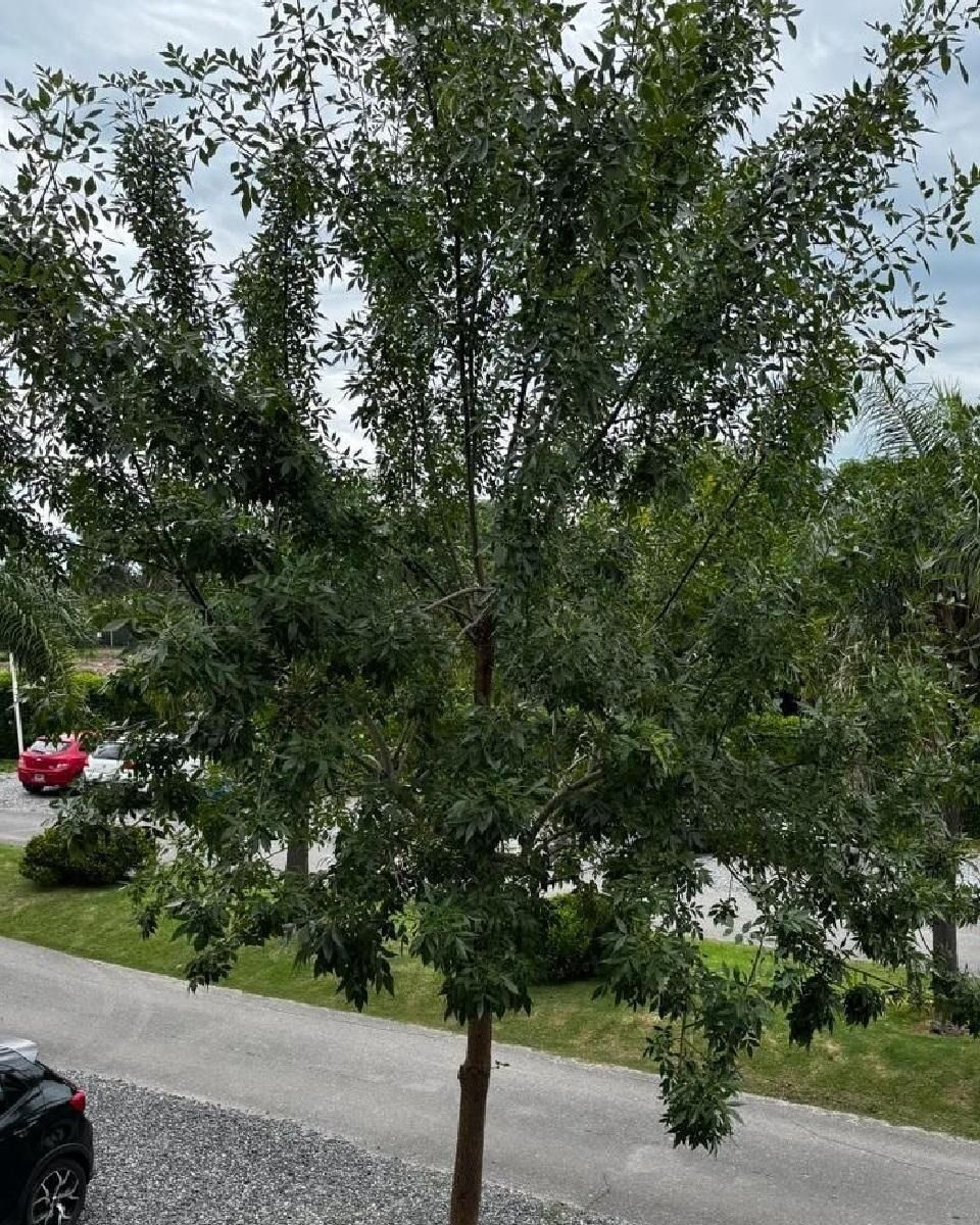 Árbol verde con tronco marrón, situado en un jardín, con un cielo nublado de fondo.
