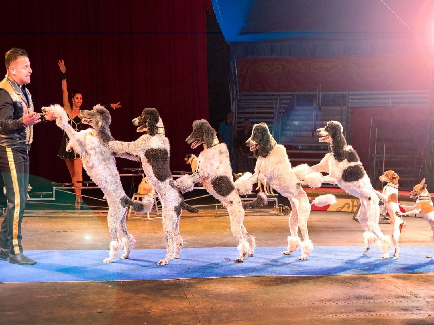 A group of dogs are standing on their hind legs in a circus. | Arabia Shrine Circus