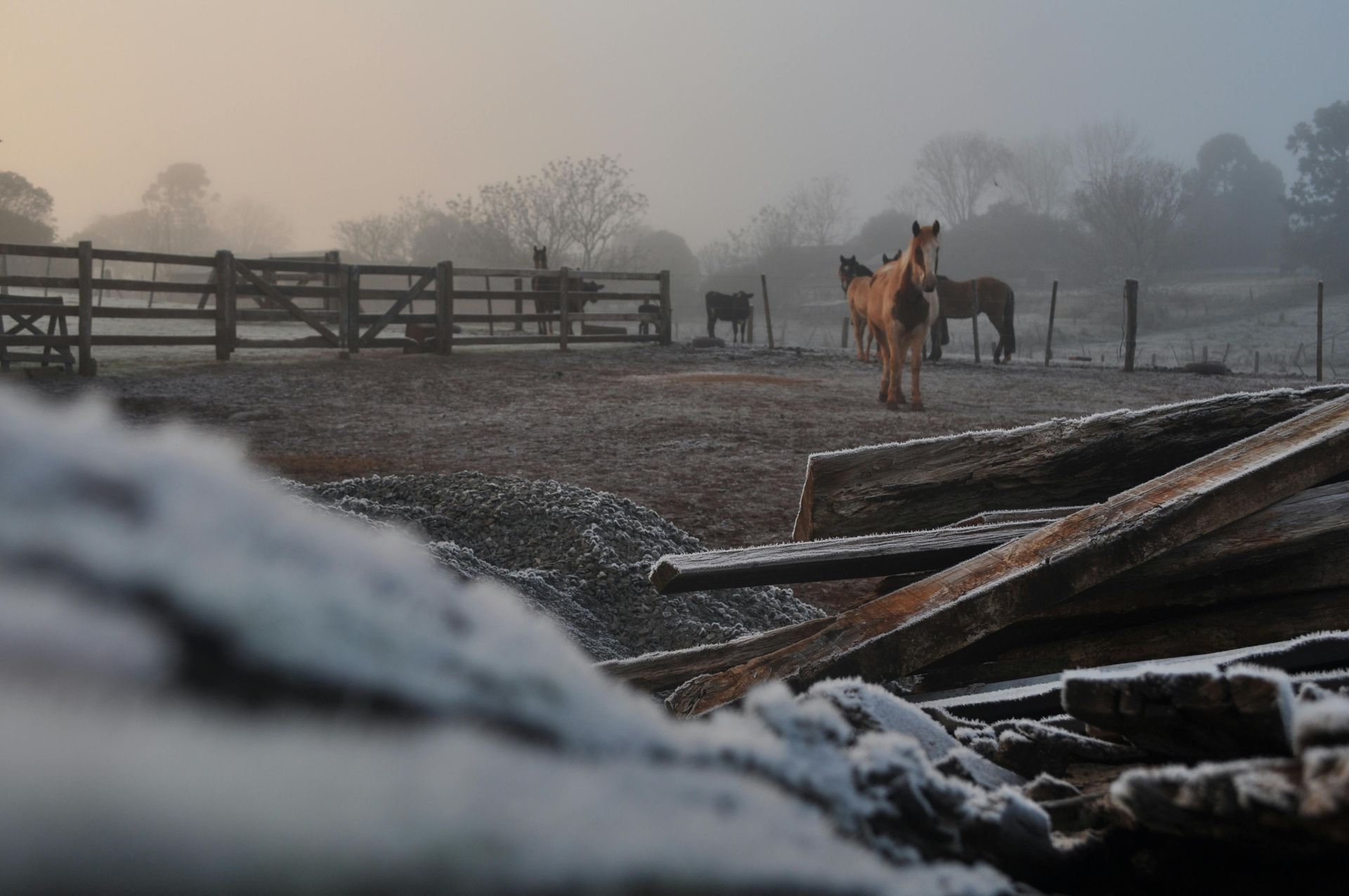 A group of horses are standing in a field on a foggy day.