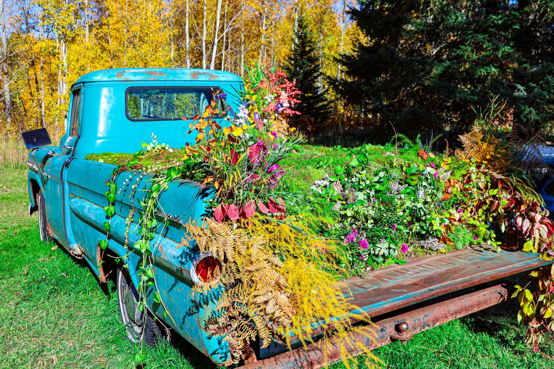 A blue truck with flowers in the back of it.