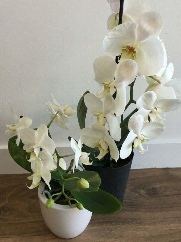 AwardWinning Florist Merivale Same Day Flower Delivery Christchurch