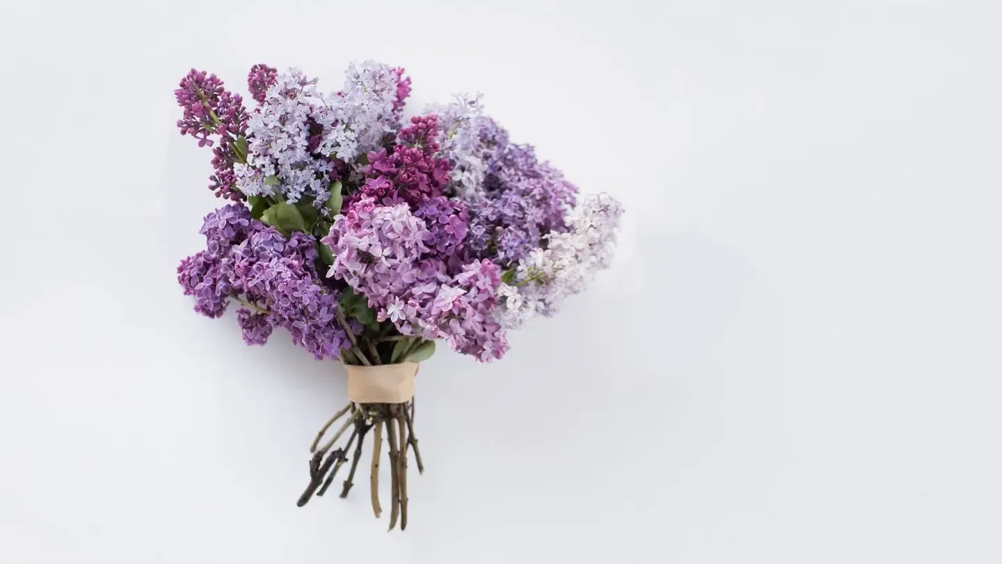 Bouquet of lilacs with purple and white flowers tied with twine on a white background.