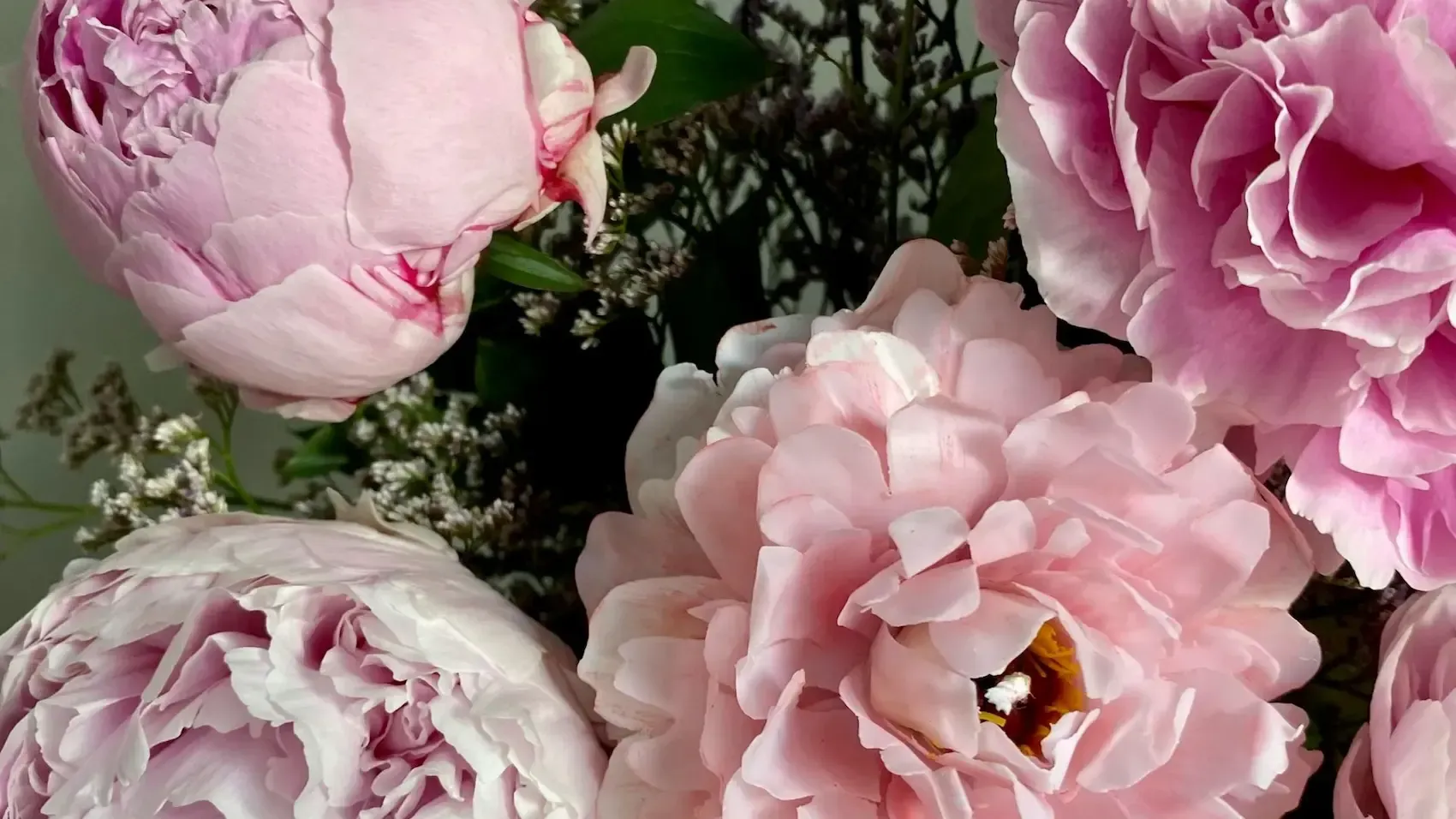 Pink peony flowers in full bloom, close-up.