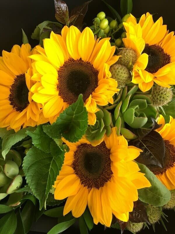 A bunch of sunflowers with green leaves on a black background