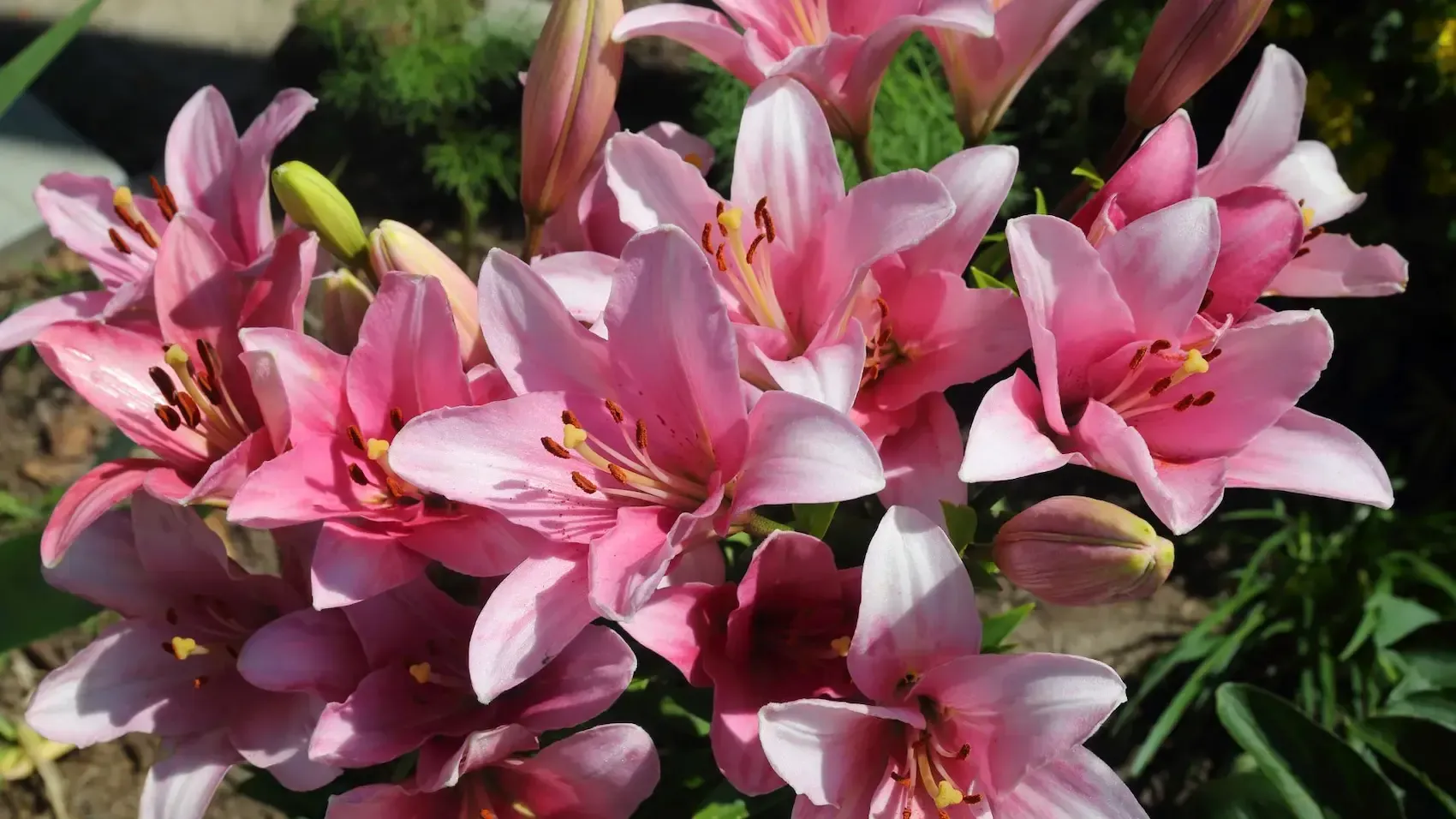Pink lilies in full bloom, with some buds, in a garden setting.