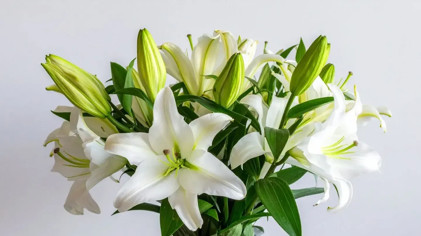 White lilies with green buds and leaves against a plain white background.