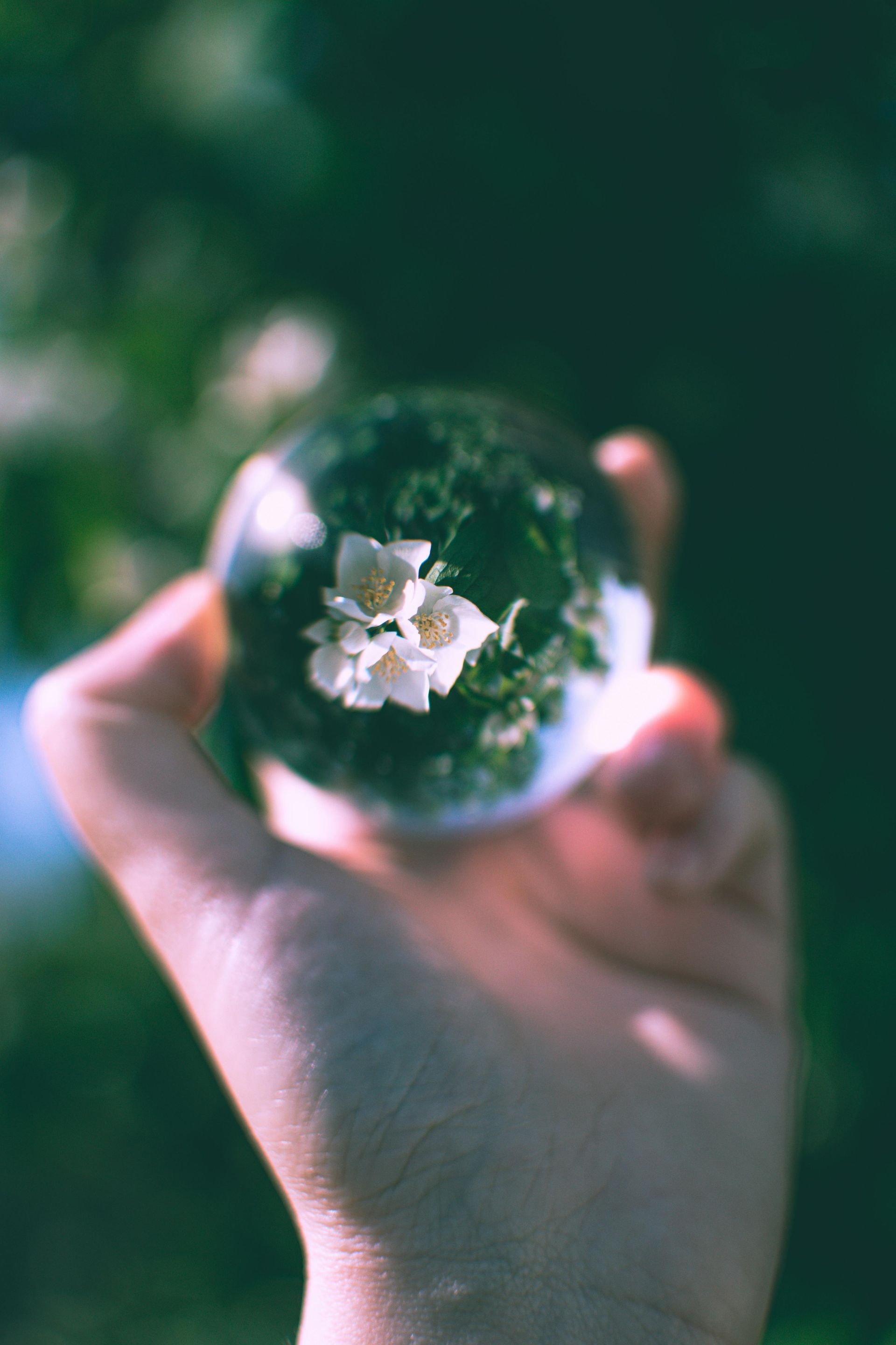 A hand holds a glass sphere that reflects a cluster of white jasmine flowers against a blurred green background.