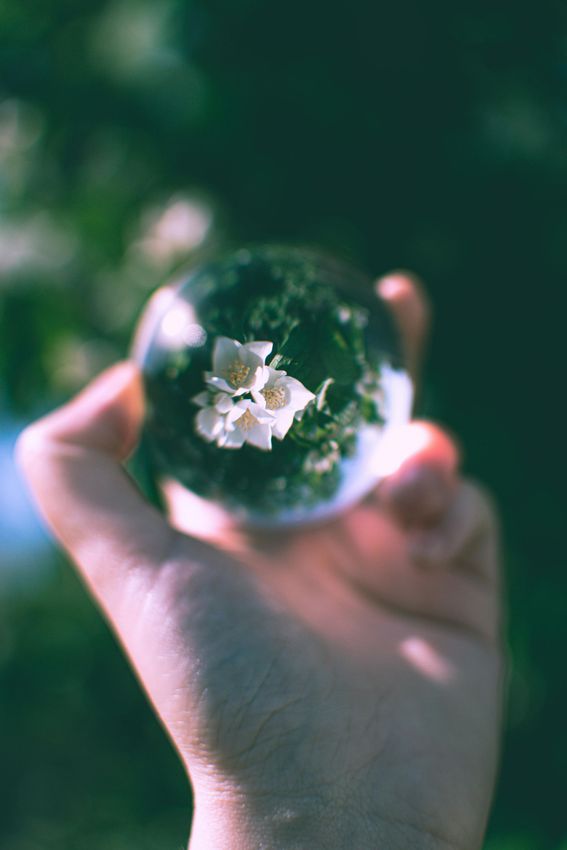 A hand holds a glass sphere that reflects a cluster of white jasmine flowers against a blurred green background.