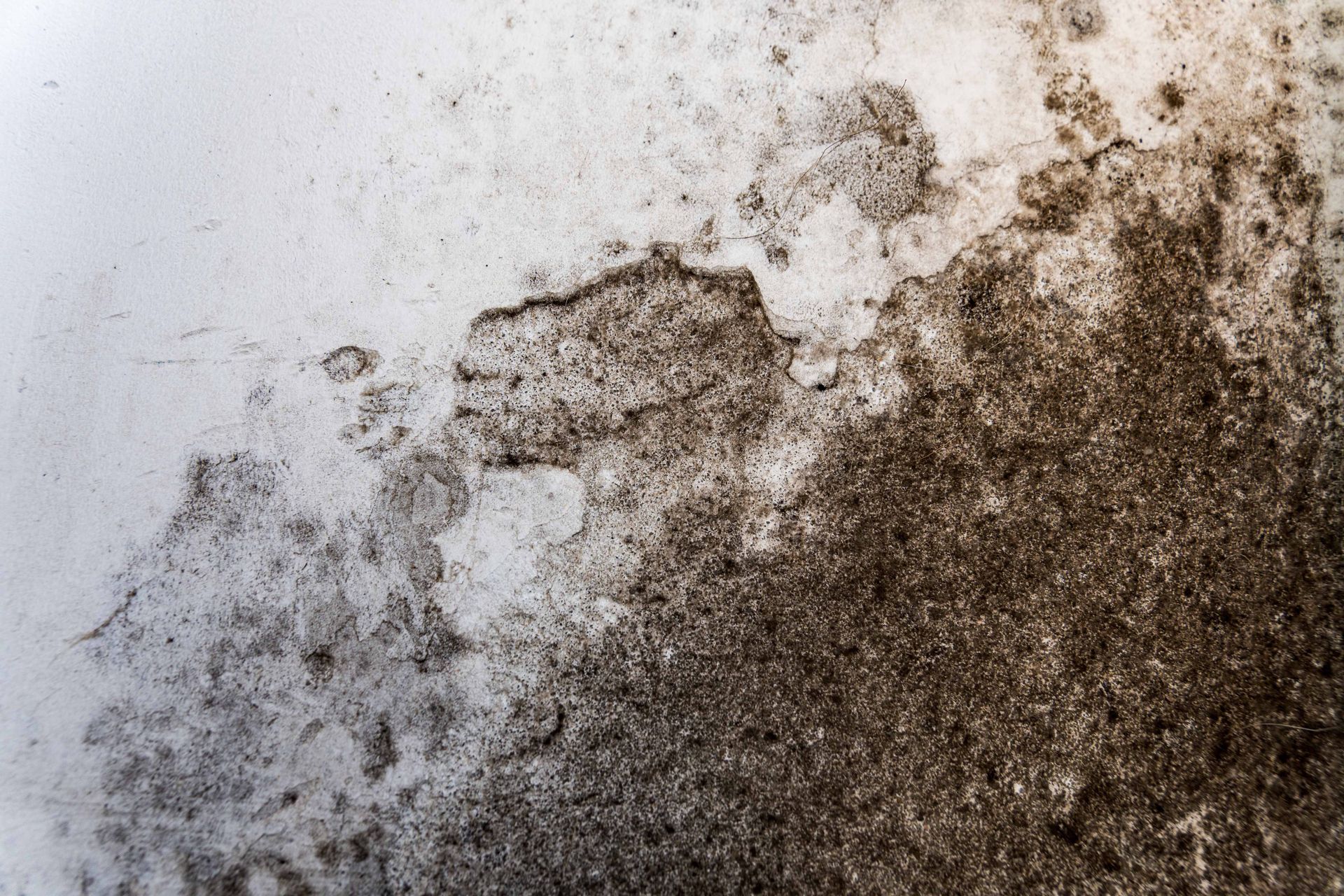 Mur moisi avec des taches brun foncé et grises sur une surface blanche.