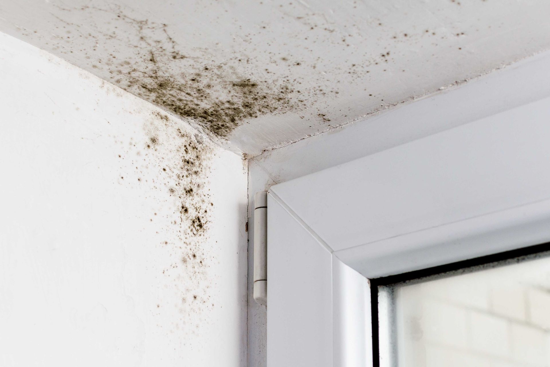Développement de moisissure sur un mur blanc et un plafond près d'un cadre de fenêtre.