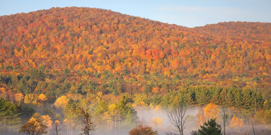 Fall foliage