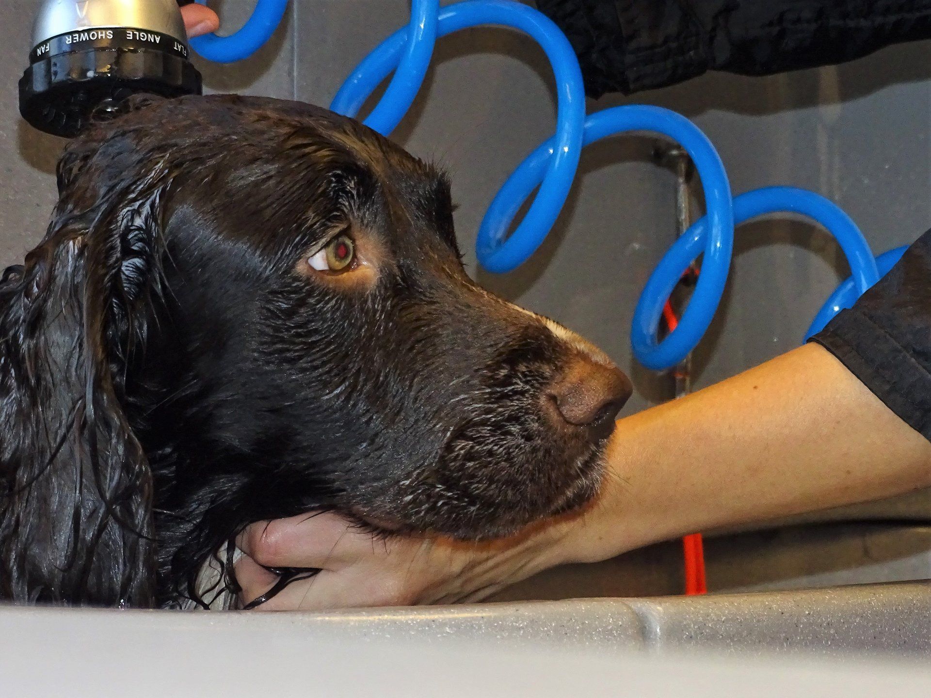 diensten trimsalon Zeewolde