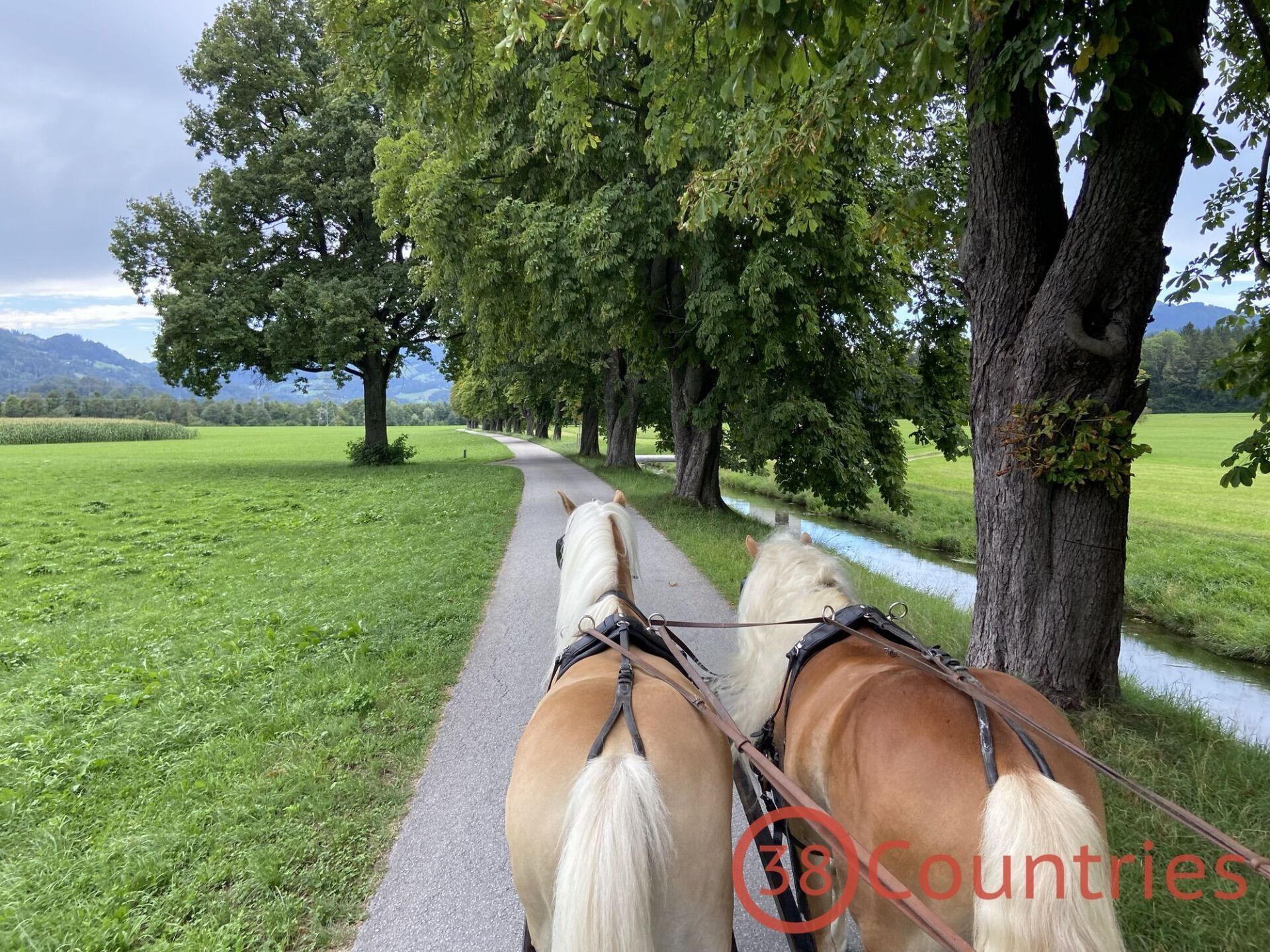 Haflinger horse power