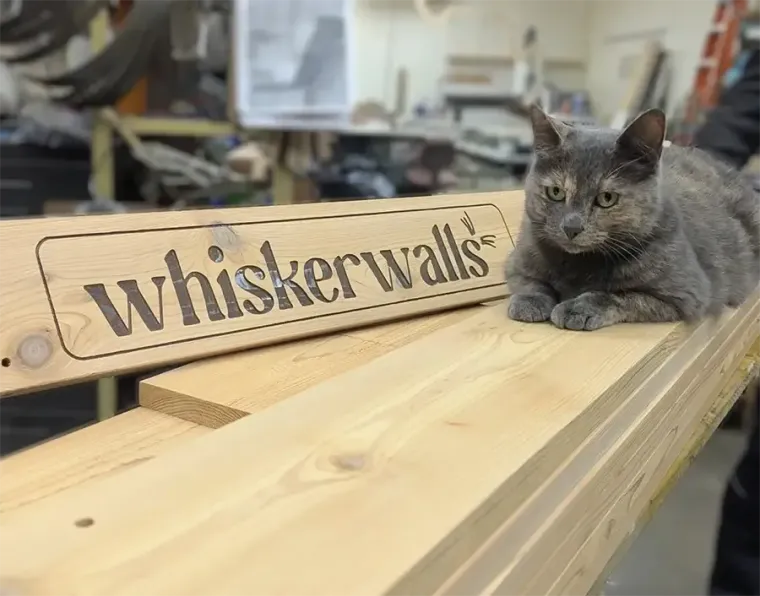 Cat resting on a wooden bench with