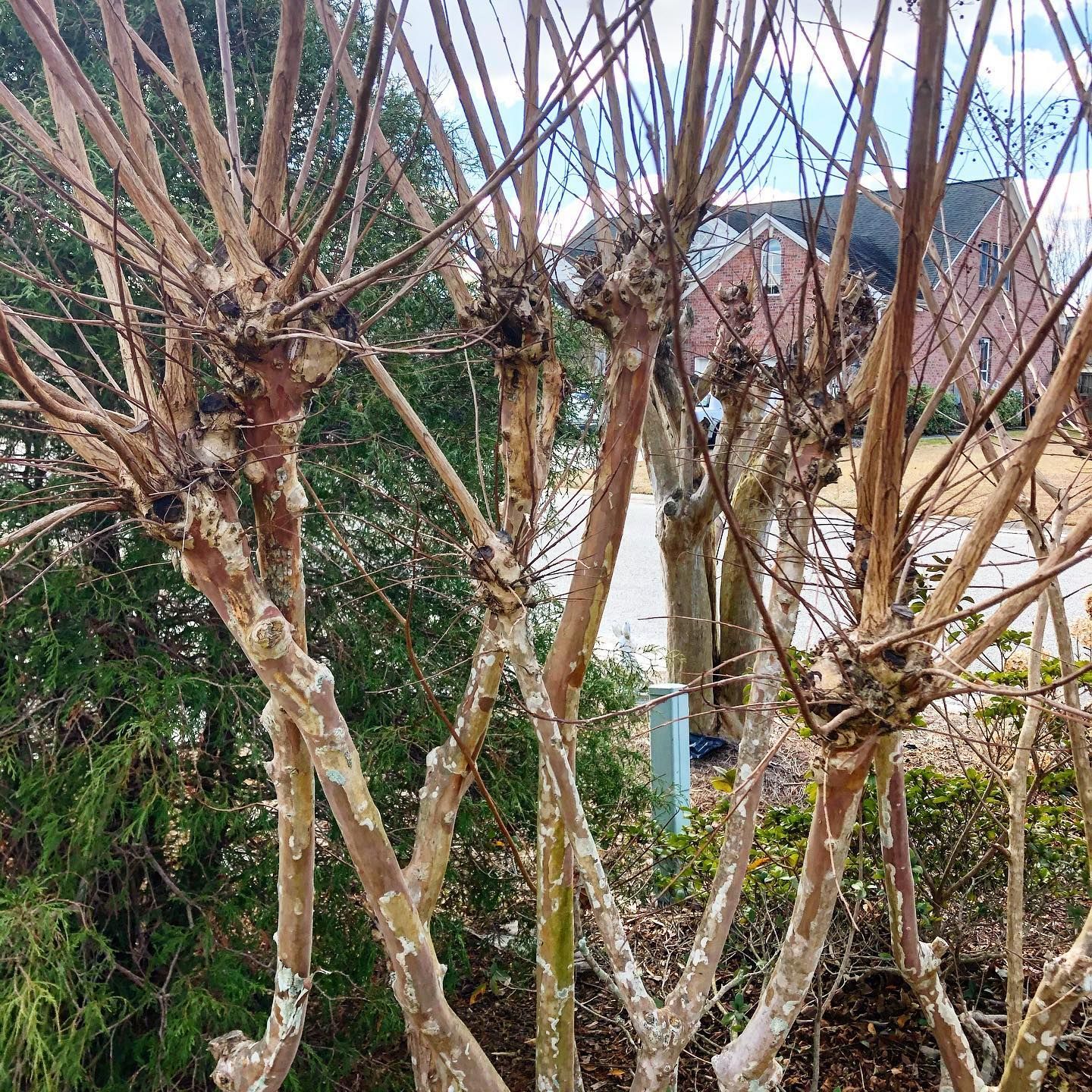 Overgrowth from crape murder