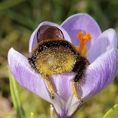 Bumblebee covered in yellow pollen, nestled inside a purple crocus flower.