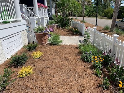 Garden bed with pine straw mulch, plants, white picket fence, and house.