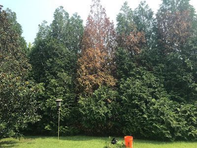 A row of evergreen trees, one brown and dying, in a backyard setting.