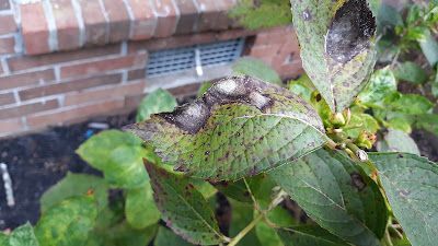 Hydrangea leaves with dark, circular spots, likely a fungal disease, against a brick wall.