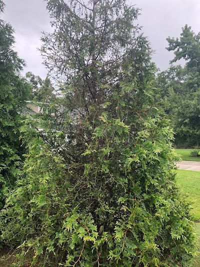 Green evergreen tree with brown, dead branches in center.