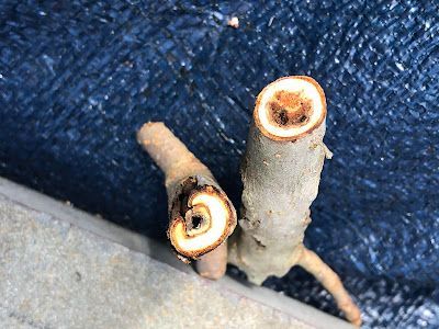Cross-sections of two brown tree branches with brown/yellow centers, against a dark blue background.