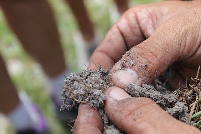 Hands holding and examining clods of soil, likely for testing.