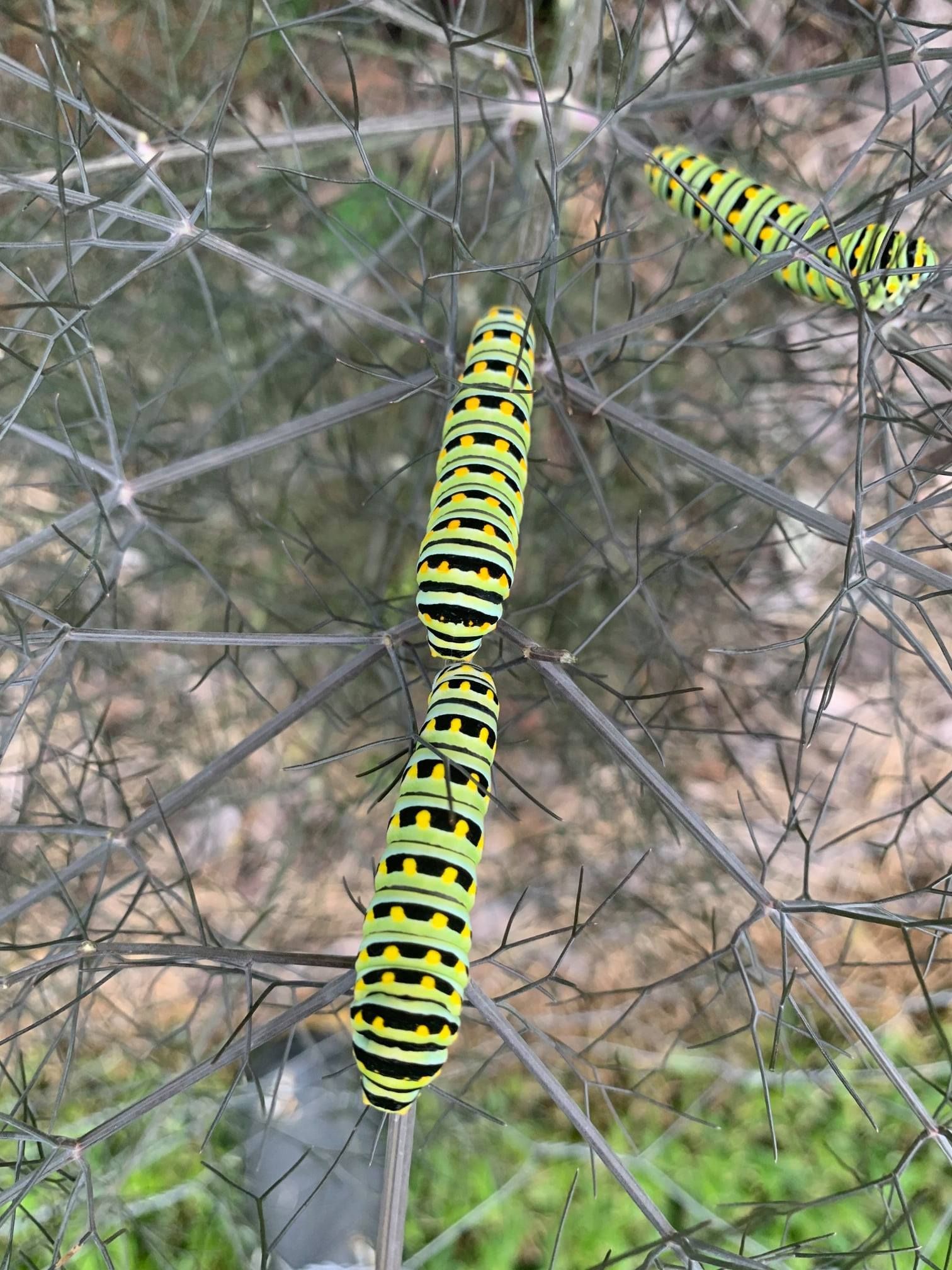 Black swallowtail caterpillars on a plant with spiky leaves; yellow and black striped bodies.