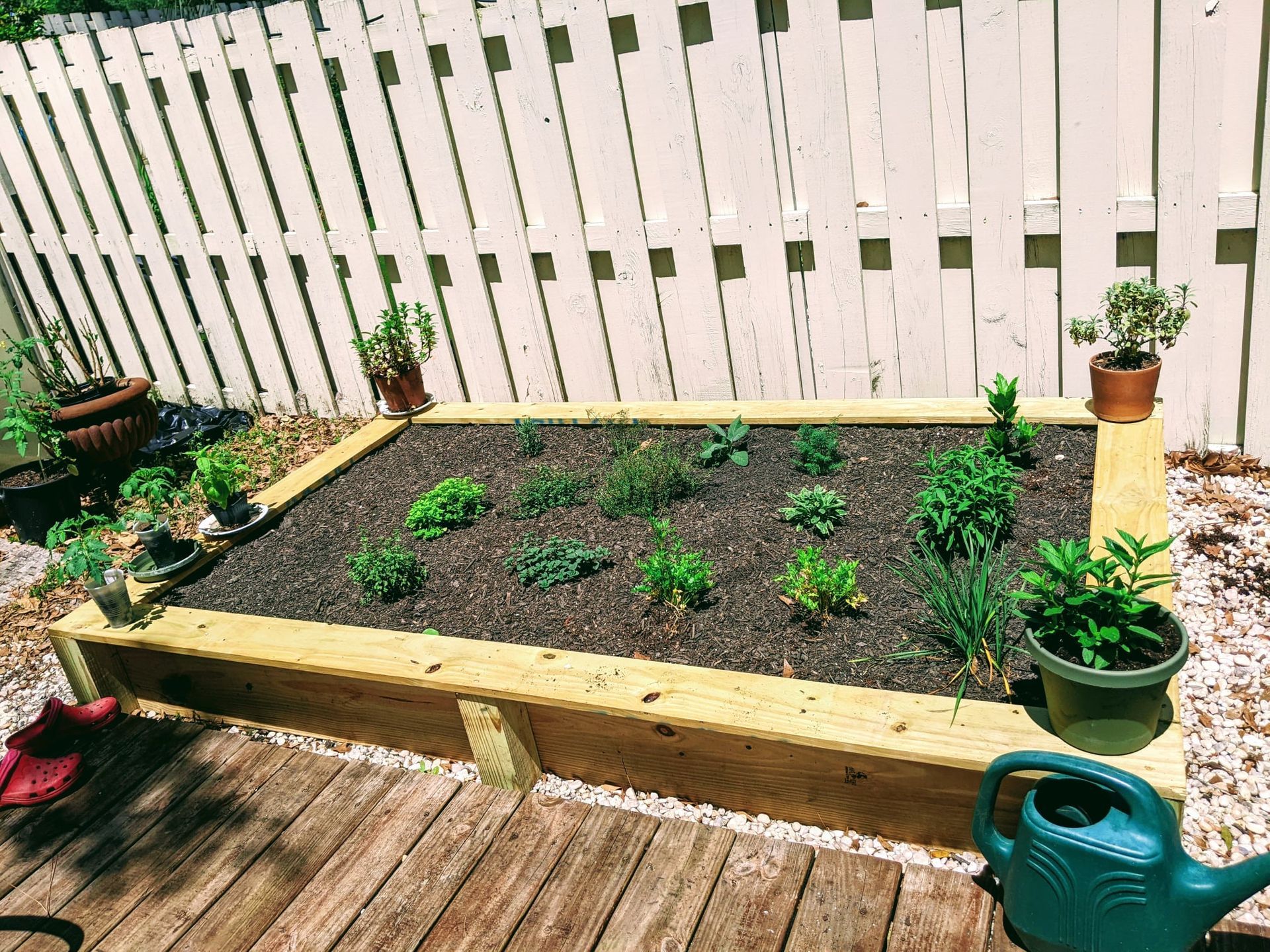 Raised wooden garden bed with various green plants, set against a white fence.