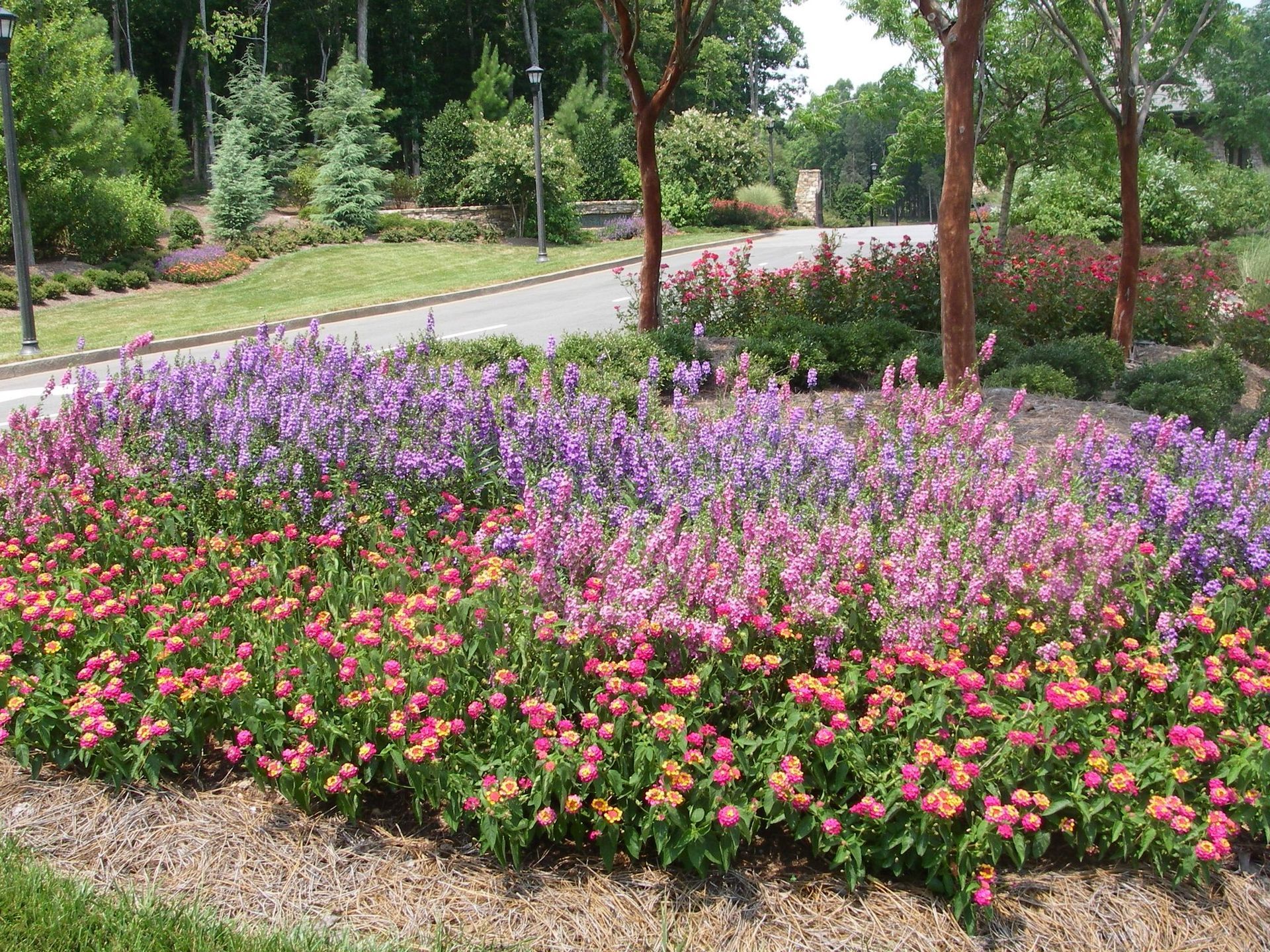 Colorful flower bed with pink, purple, and orange flowers, bordered by a walkway and trees.