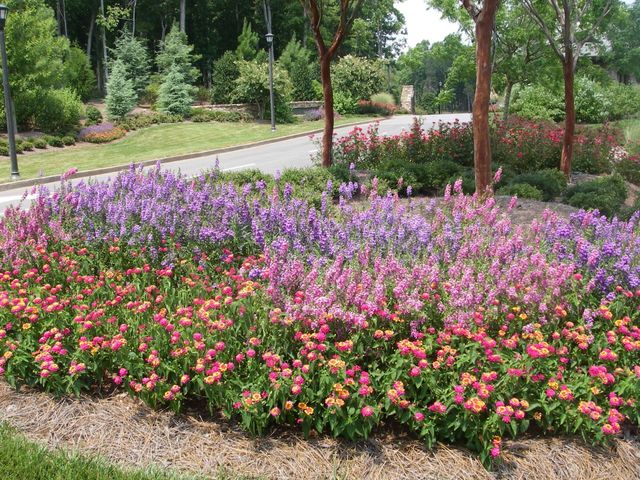 Colorful flower bed with purple, pink, and orange flowers near a winding path lined with trees.