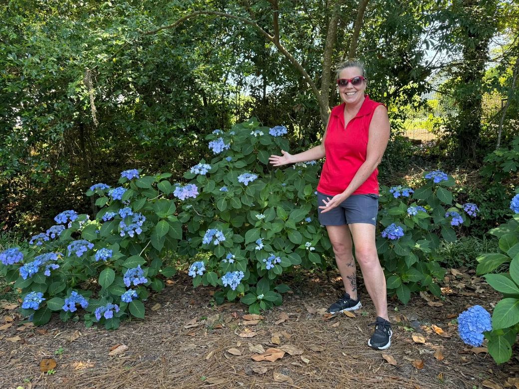 Woman pointing at blue hydrangea bush in a garden, wearing red shirt and shorts.