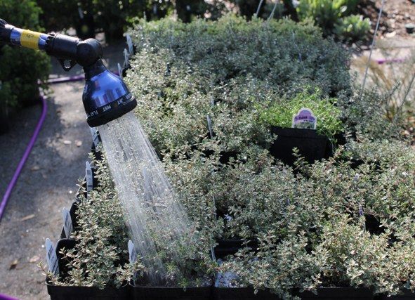 Watering small plants in black trays with a hose, outdoors.